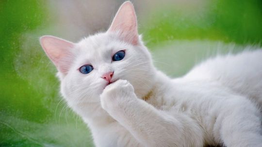 21 października 2025 r. - Ważny dzień w kalendarzu. Międzynarodowy dzień odpoczynku od świętowania