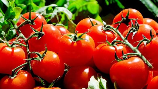 Nowy test Fundacji Pro-Test: Wszystkie sprowadzane z zagranicy pomidory zawierały pestycydy