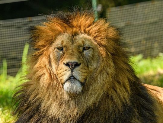 10 sierpnia 2025 r. - Ważny dzień w kalendarzu. Światowy Dzień Lwa