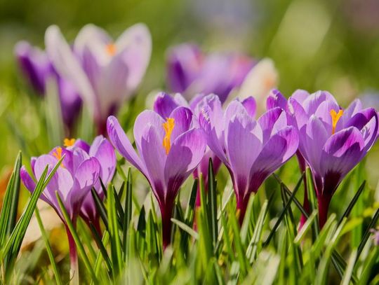 20 Marca 2026 r. - Ważny dzień w kalendarzu. Początek Astronomicznej Wiosny