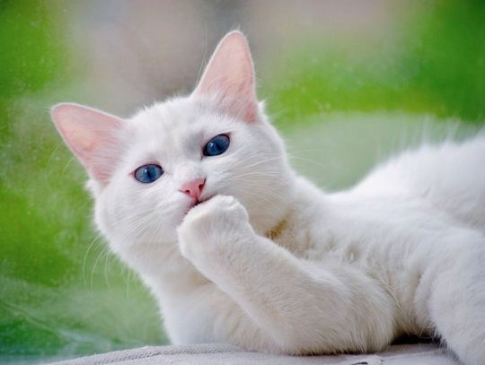 21 października 2025 r. - Ważny dzień w kalendarzu. Międzynarodowy dzień odpoczynku od świętowania