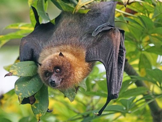 24 sierpnia 2025 r. - Ważny dzień w kalendarzu. Międzynarodowa Noc Nietoperzy