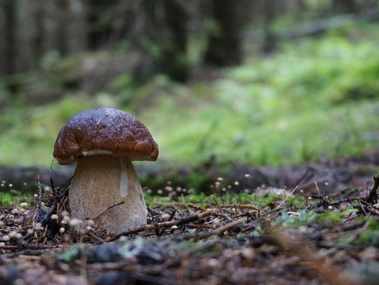 24 września 2025 r. - Ważny dzień w kalendarzu. Dzień grzyba