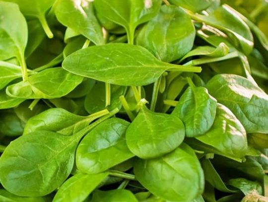 26 Marca 2026 r. - Ważny dzień w kalendarzu. Międzynarodowy Dzień Szpinaku 26 Marca 2026 r. - Ważny dzień w kalendarzu. Międzynarodowy Dzień Szpinaku