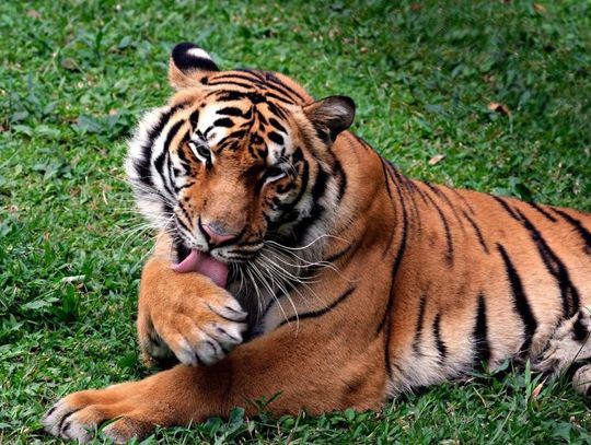 29 lipca 2025 r. - Ważny dzień w kalendarzu. Światowy Dzień Tygrysa