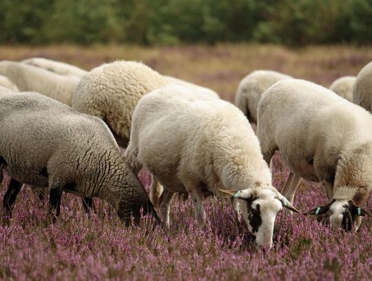 4 października 2025 r. - Ważny dzień w kalendarzu. Światowy Dzień Zwierząt