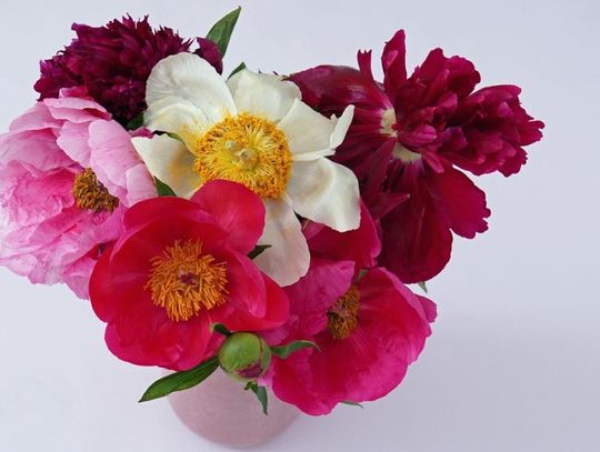 8 Marca 2026 r. - Ważny dzień w kalendarzu. Międzynarodowy Dzień Kobiet 8 Marca 2026 r. - Ważny dzień w kalendarzu. Międzynarodowy Dzień Kobiet