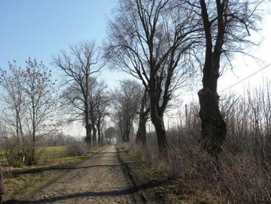 Chcą ratować 12 drzew o pomnikowych rozmiarach