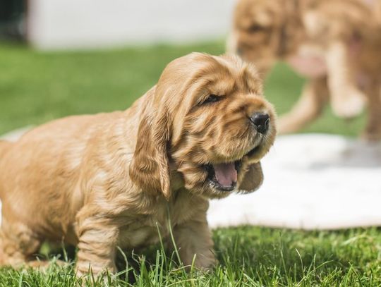Chciała w Internecie kupić szczeniaczka... Wpłaciła zaliczkę, ale kontakt się urwał