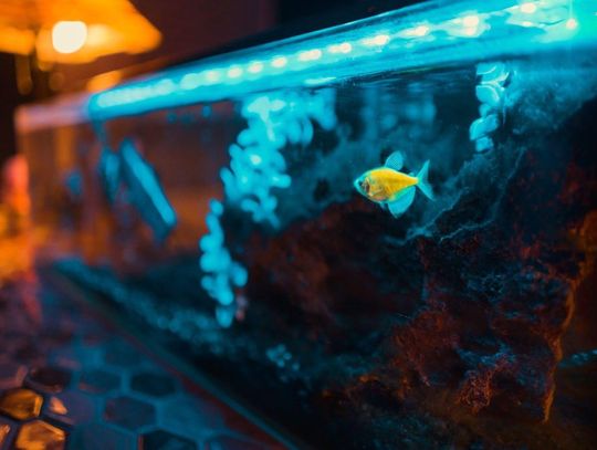 Czy akwarystyka jest warta zainteresowania?