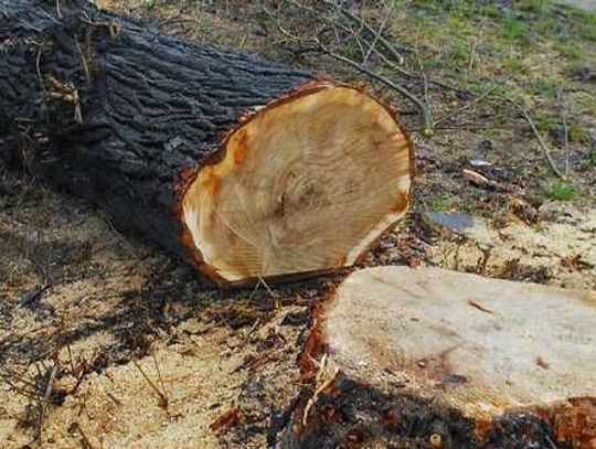 Do końca lutego pożegnaliśmy 147 drzew