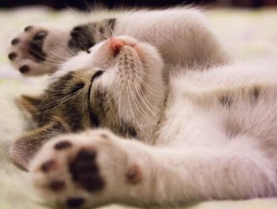 Drapak dla kota doskonałe kocie obserwatorium