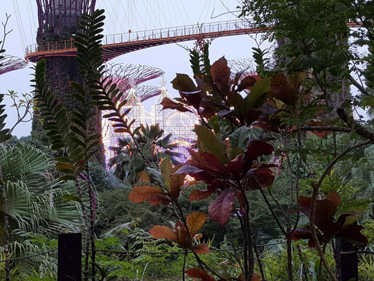 Ekspertyza i ocena dendrologiczna: Kluczowe usługi pracowni architektury krajobrazu