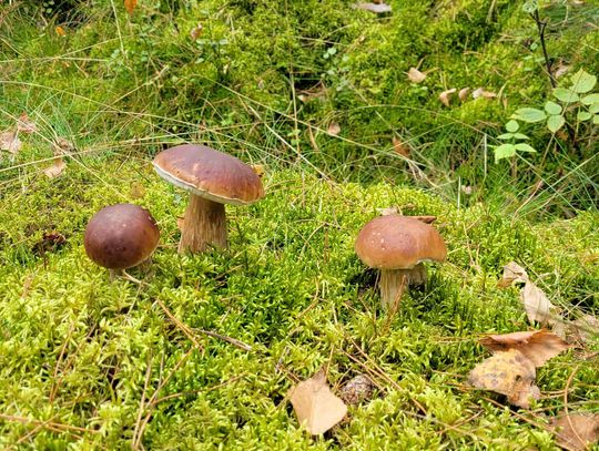 Grzybobranie w Borach Tucholskich – najlepszy sposób na jesienny relaks