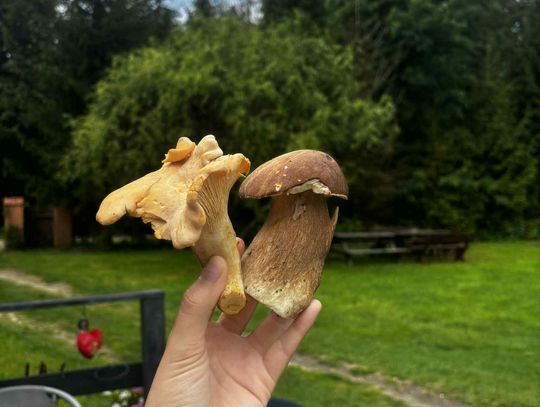 Grzyby po deszczu! Kurki, prawdziwki i smak lata w lesie