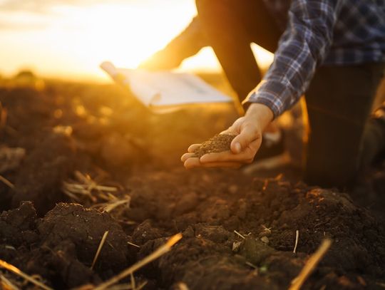 Jak często wapnować glebę i jak rozpoznać, że gleba tego potrzebuje?