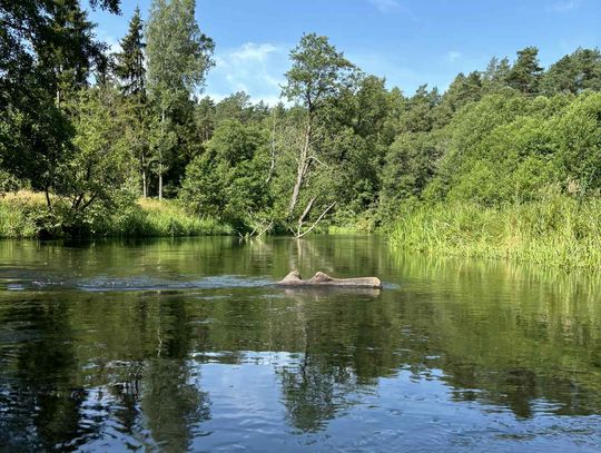 Jak spędzić wakacje niskim kosztem - 7 pomysłów dla rodzin z Kociewia i okolic