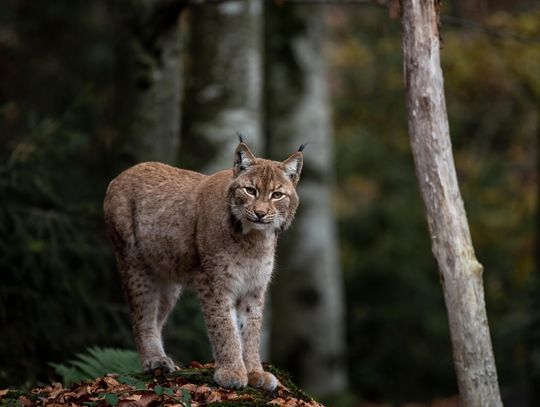 Jeden z dwustu: Wyjątkowy gość w Bukowinach uchwycony na nagraniu