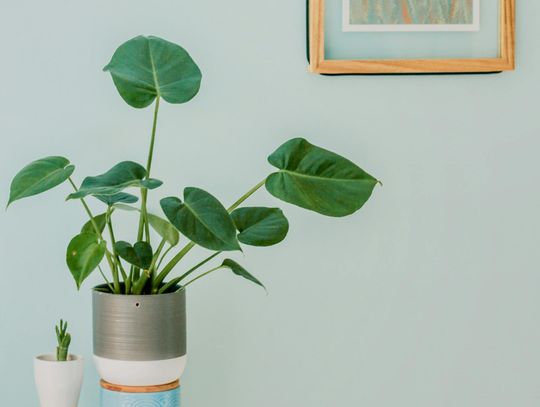 Kanny do uprawy w doniczkach – które odmiany wybrać?