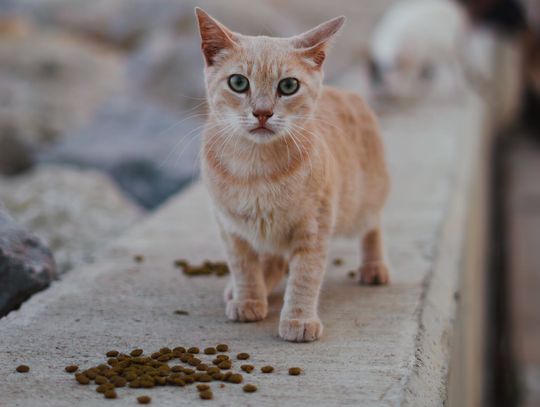 Karmienie kotów  - dlaczego warto wybrać karmę dla kota w saszetkach?