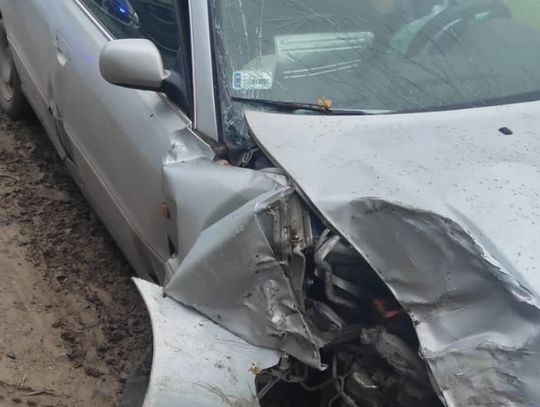 Kierowca z zakazem prowadzenia pojazdów spowodował wypadek z bykiem w aucie