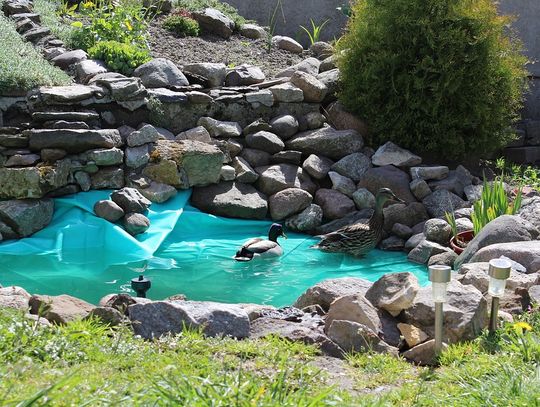 Oczko wodne – o czym trzeba wiedzieć przy zakładaniu?