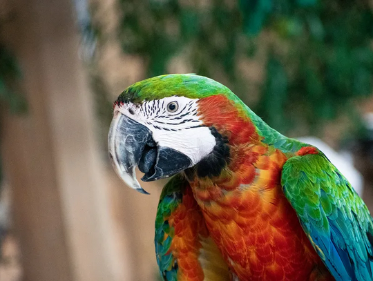 Papugarnia Gdańsk – egzotyczna przygoda w sercu Trójmiasta