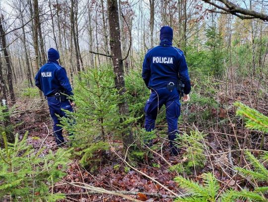 Policja rusza na kontrole. Sprawdzą legalność choinek