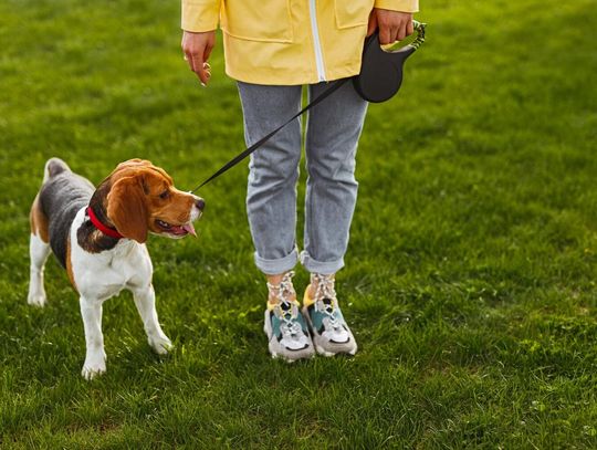 Przegląd funkcjonalnych akcesoriów spacerowych dla czworonogów