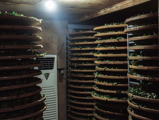 Przemysłowe suszarnie do ziół - kiedy warto w nie zainwestować?