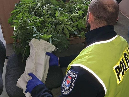 Przydomowa uprawa konopi indyjskich