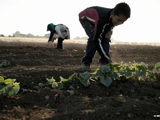 UNICEF apeluje: Pestycydy zagrażają zdrowiu dzieci w Polsce