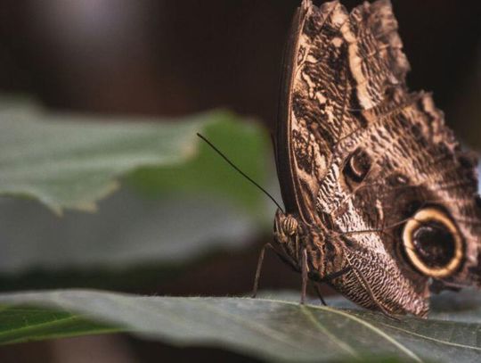 Wiadomości ze świata zwierząt - ćmy w Polsce