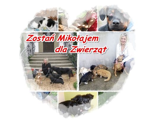 Zostań Mikołajem dla zwierząt