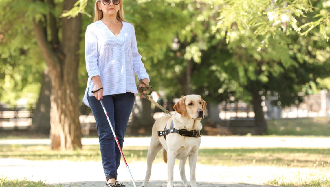 13.11.2023 - Ważny dzień w kalendarzu. Międzynarodowy Dzień Niewidomych 13.11.2023 - Ważny dzień w kalendarzu. Międzynarodowy Dzień Niewidomych