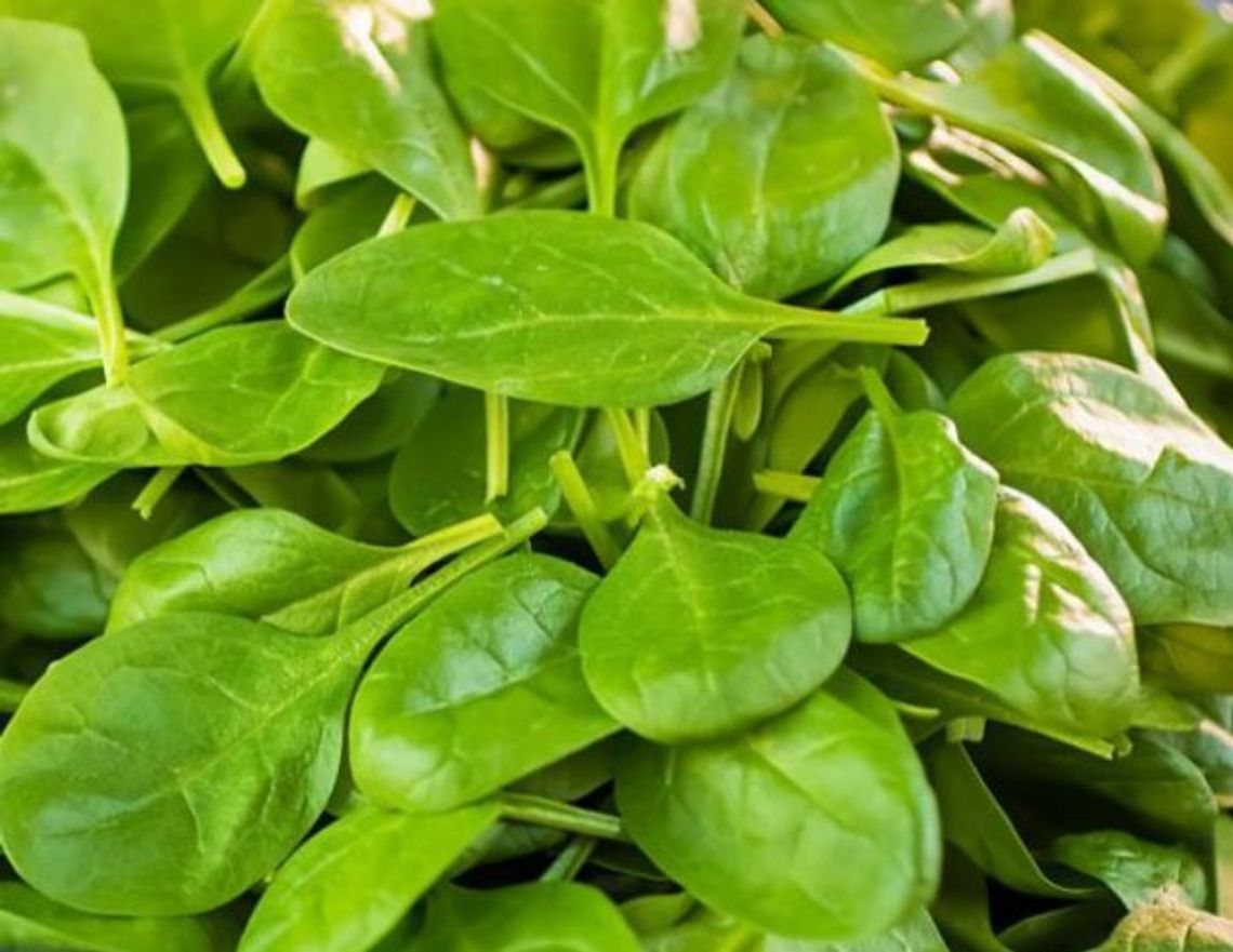 26 marca 2025 r. - Ważny dzień w kalendarzu. Międzynarodowy Dzień Szpinaku