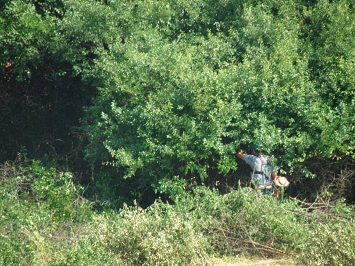 Barbarzyństwo! Wycinka w czasie lęgowym ptaków