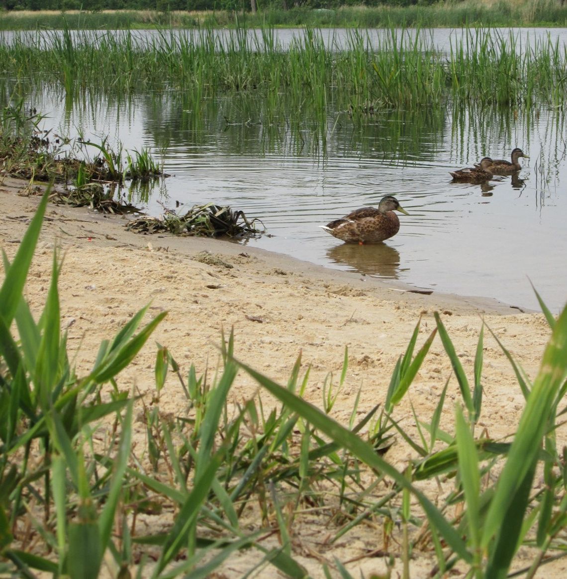 Dzika plaża jest dla oczu