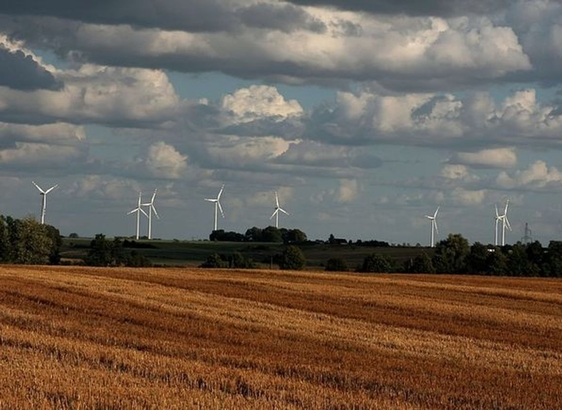 Farma niemieckich wiatraków w żuławskim krajobrazie