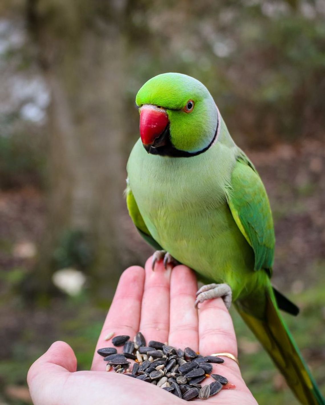 Papugarnie - co warto wiedzieć przed wizytą?