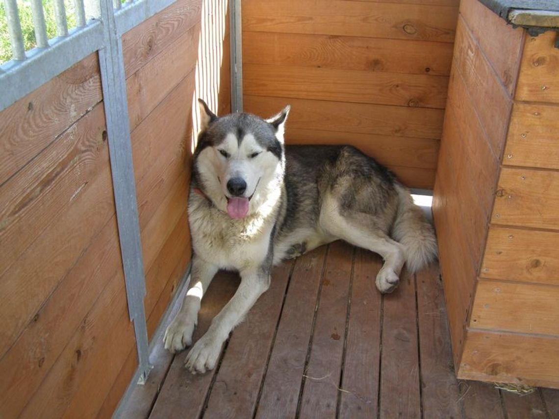 Pies - zguba do wzięcia Pies - zguba do wzięcia