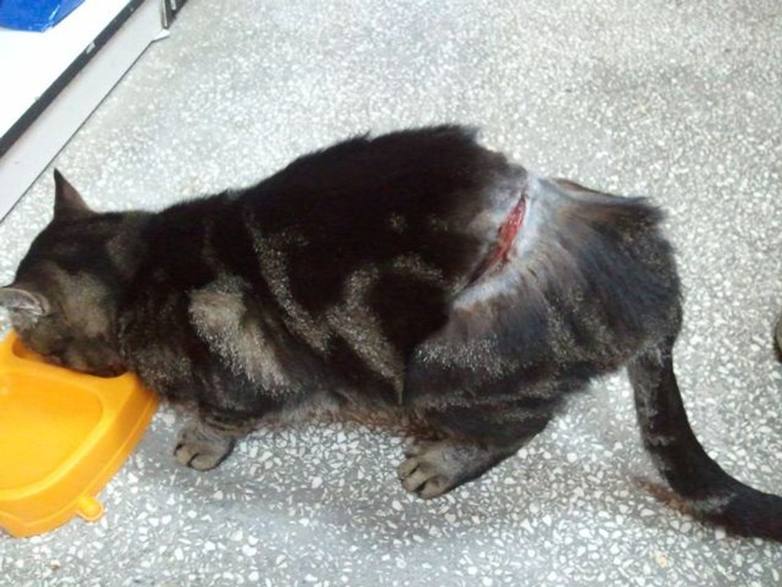 Poraniony we wnykach kot Poraniony we wnykach kot