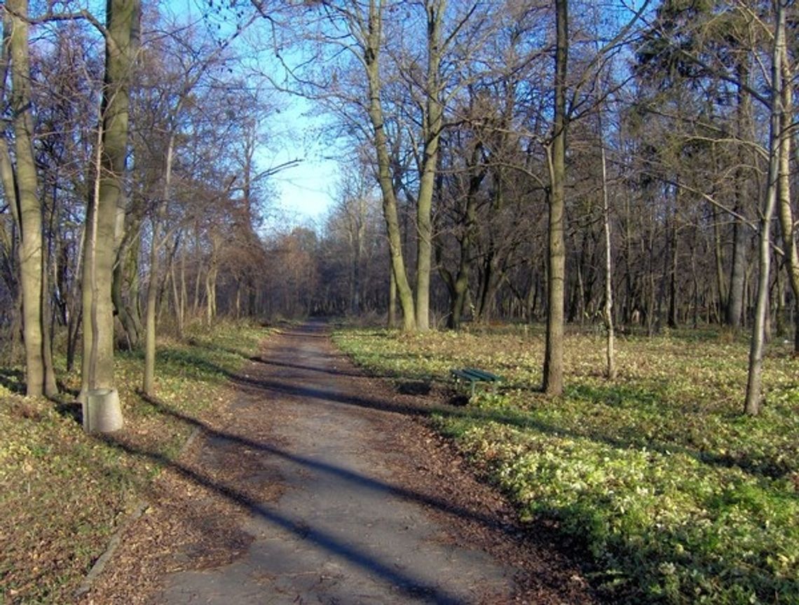 Przedwojenny park krzaczastą wizytówką Malborka