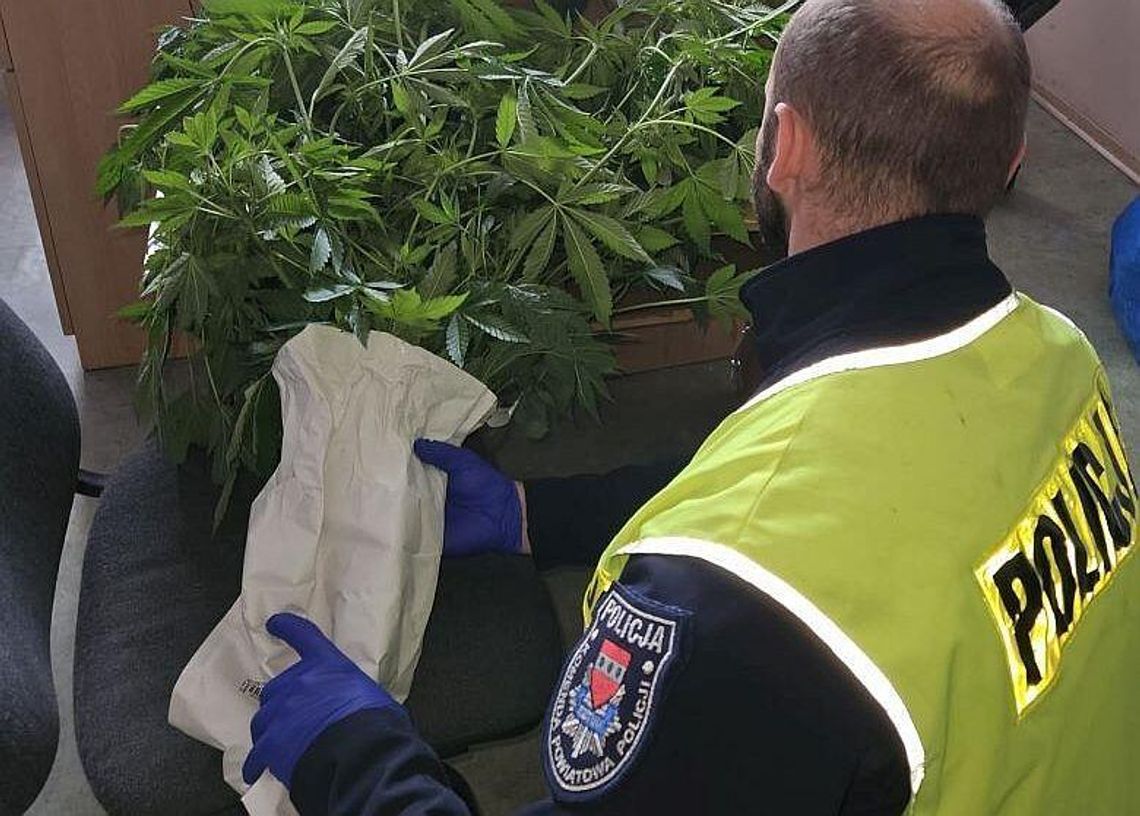 Przydomowa uprawa konopi indyjskich Przydomowa uprawa konopi indyjskich