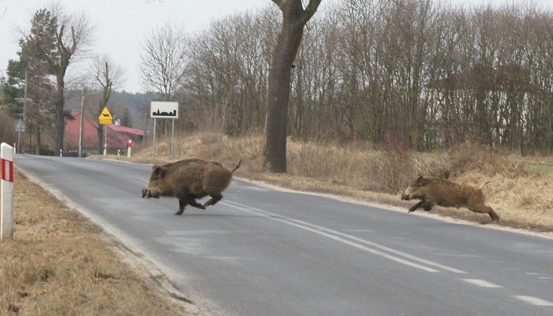 Uważajmy na dzikie zwierzęta na drodze. Policja apeluj o rozwagę podczas jazy!