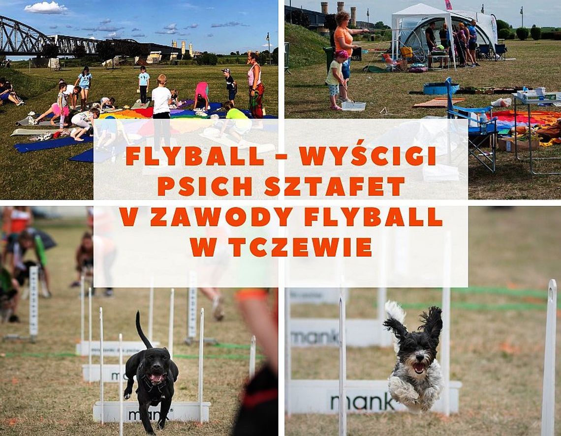 W ten weekend (11-12 czerwca) trwa turniej psich wyścigów Flyball