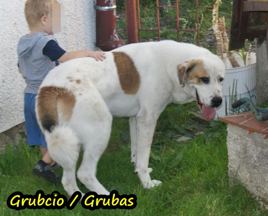 Zaginął owczarek Zaginął owczarek