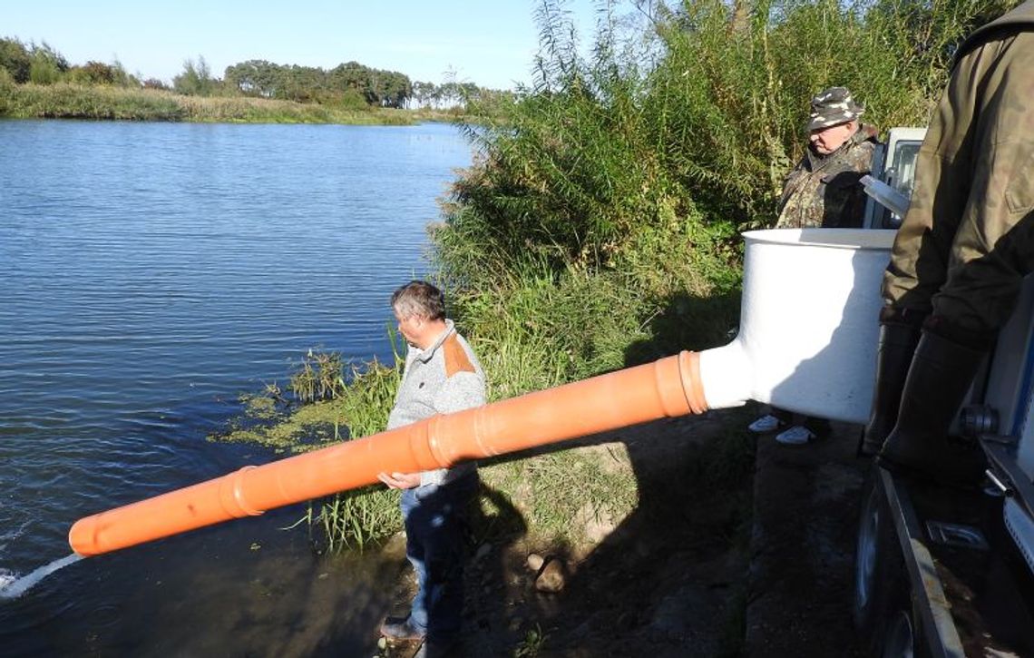 Zarybianie Nogatu boleniem Zarybianie Nogatu boleniem