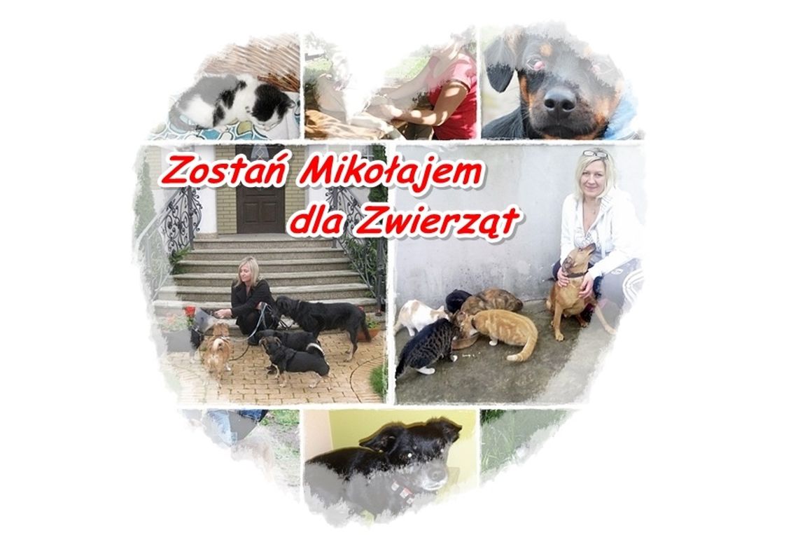 Zostań Mikołajem dla zwierząt