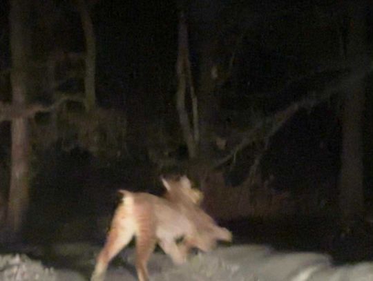 Ryś na Kociewiu Ryś na Kociewiu